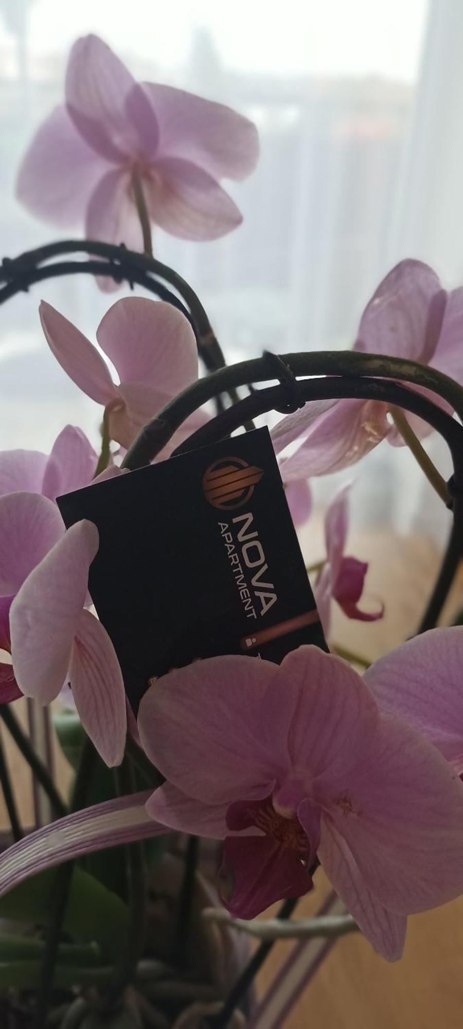 Nova Apartment سانوك المظهر الخارجي الصورة